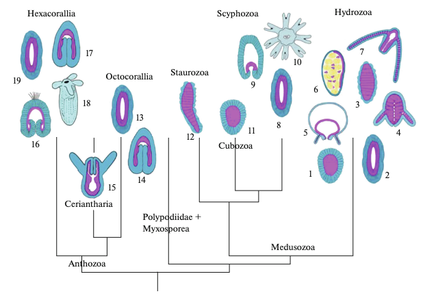 'Cnidarian Larvae: True Planulae, Other-Than-Planulae, and Planulae That Don’t Look Like Planulae' by Yulia Kraus — Read it on link.springer.com/article/10.113…