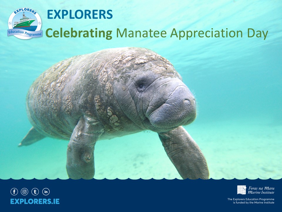 Happy Manatee Appreciation Day!! Also known as sea cows🐄, manatees are peaceful, slow-moving vegetarian marine mammals, feasting on sea grass, algae and mangrove leaves🌱. They are sirenians, taken from the word sea SIREN because surfacing manatees were thought to be mermaids🧜‍♀️…