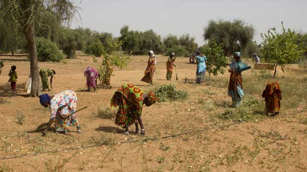 Approximately 100 million women live in countries where they can’t own, inherit, or manage land. Nearly half of the global agricultural workforce is female but less than one in five landholders worldwide are women ipsnews.net/2024/03/breaki…