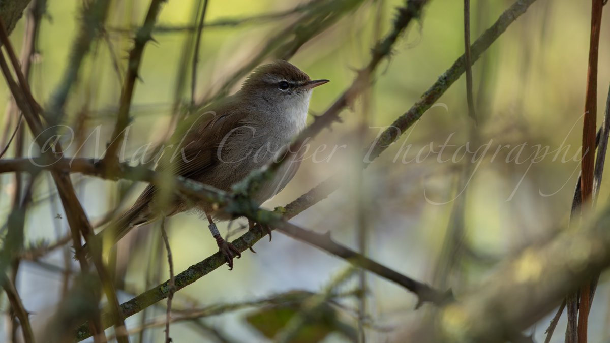 Cetti's warbler