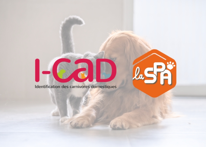 Les associations détenant des chiens, chats ou furets doivent s’inscrire sur une plateforme en ligne de l'I-CAD : la Base Nationale des Opérateurs (BNO). La SPA peut accompagner ses associations partenaires dans cette démarche. > la-spa.info/bno