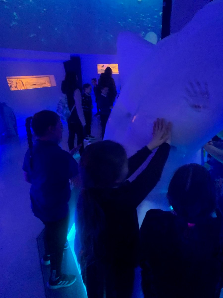 Mountfleurie Primary School tweet media