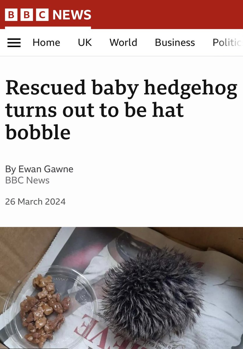 The best news story in ages! 🦔 🧶 😆