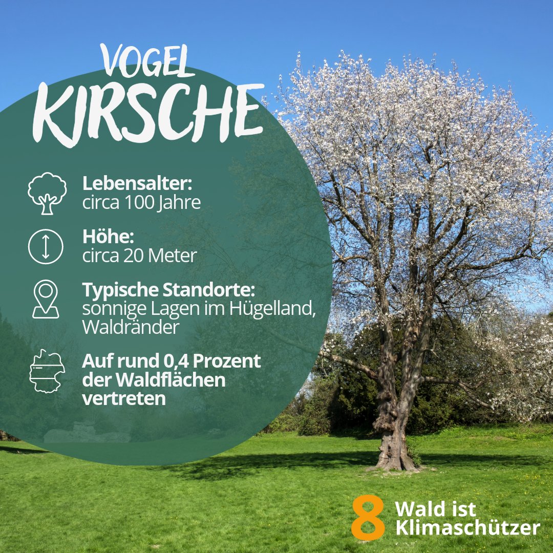 Heute: #Vogelkirsche 🌳 Bis zu 20m hoch & 100 Jahre alt. Schneeweiße Blüten im Frühjahr, gelb-oranges Herbstlaub. Vögel verteilen ihre Samen an anderen Orten, da sie im schattigen Wald kaum überleben kann. Doch auch Klimawandel macht ihr das Leben schwerer #WaldistKlimaschützer