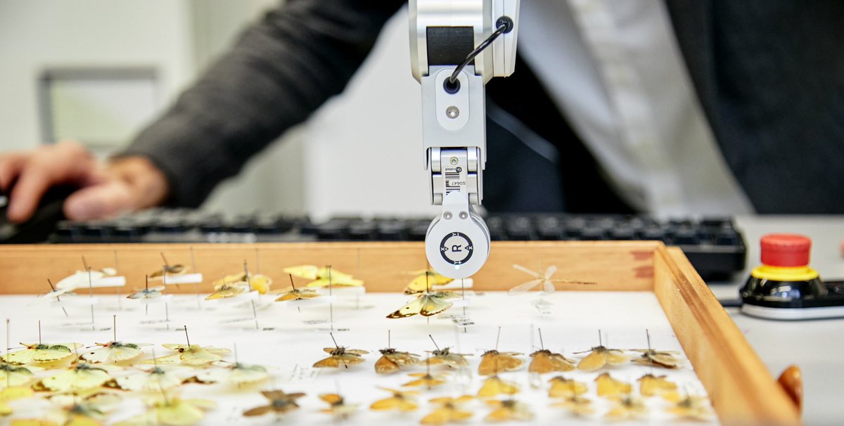 DiSSCo UK is a £155 million programme over 10 years, and is part of a wider £473 million investment from the UKRI in research infrastructures.

UK natural science collections hold over 137 million items - researchers use them to find solutions to global problems 🌍