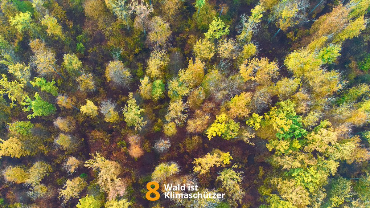Heute ist der #TagdesBaumes 🥳🌳 Jeder #Baum ist einzigartig &amp;  weist verschiedene, spannende Eigenschaften auf. Ob Fichte, Stieleiche oder Douglasie - alle Bäume sind vom #Klimawandel betroffen. Deshalb brauchen wir klimaresiliente Mischwälder 💪 #WaldistKlimaschützer