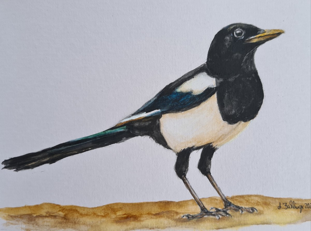 März-Motiv 2024 von @BirdWhisperers ist die Elster #BirdWhisperer #kleinekunstklasse #Eurasianmagpie #birds #art #watercolor