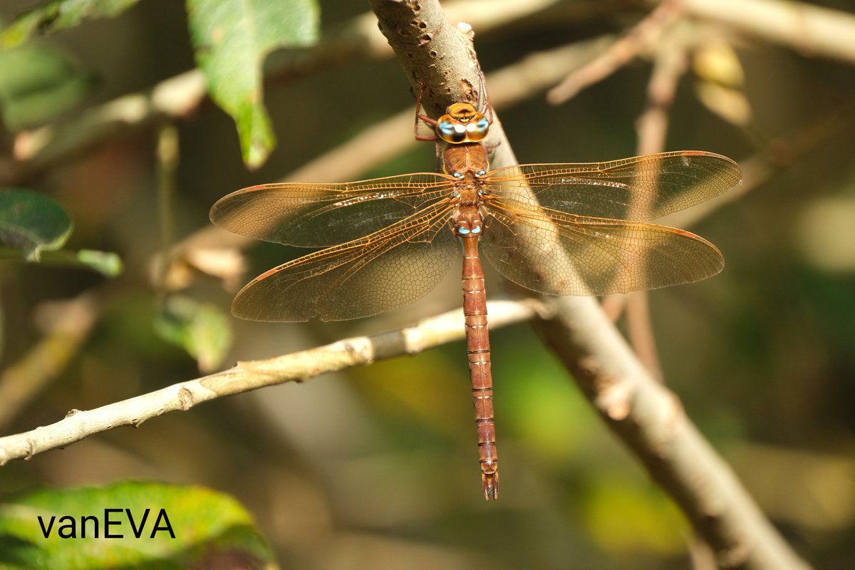 e_vanEVA's tweet image. Vandaag in #libellente de #bruineglazenmaker