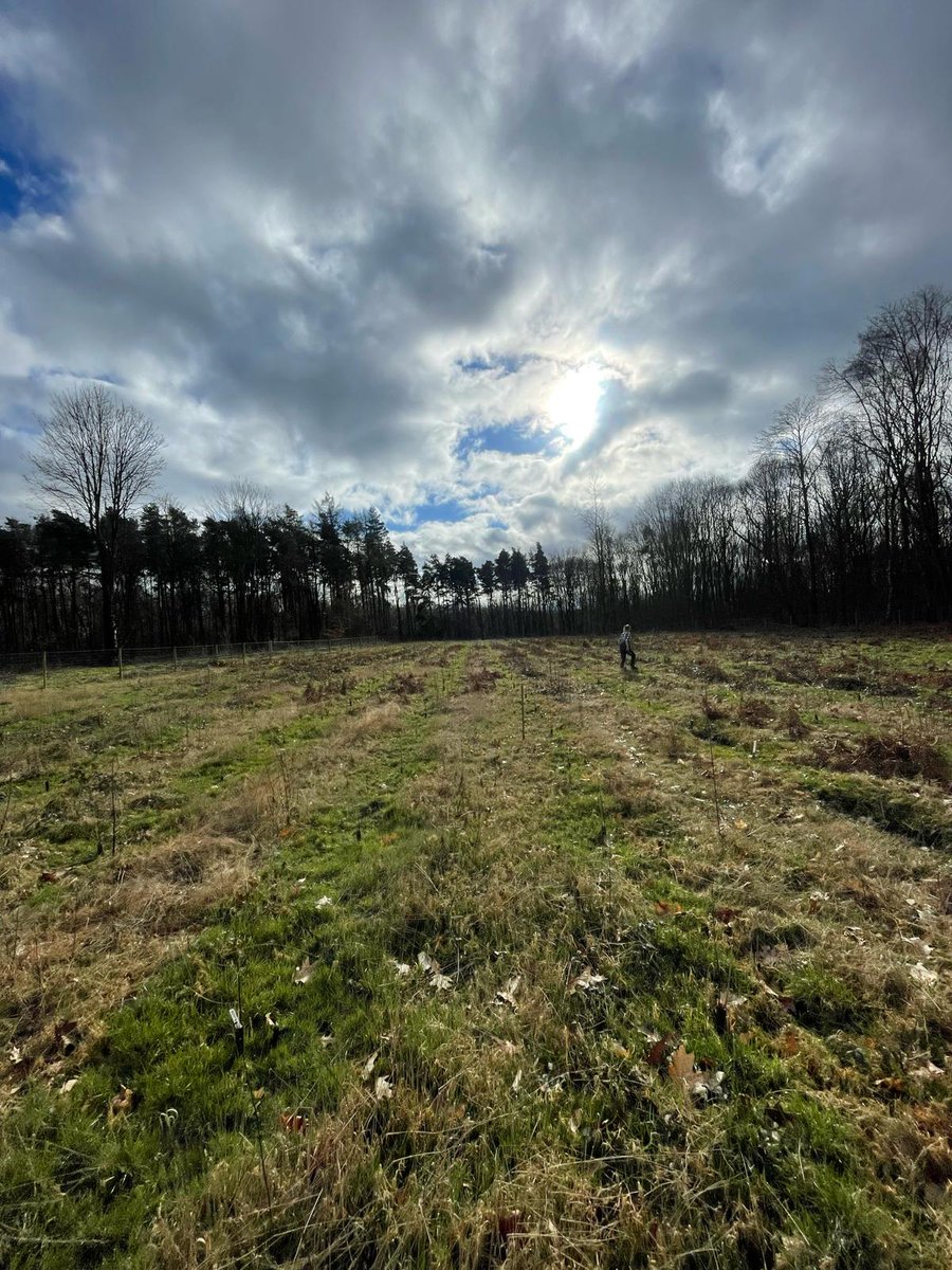 The Trust team is measuring and beating up this progeny trial planted early 2023 at Clumber Park with @ForestryEngland, the trial is testing the performance of the #Birch trees growing from seeds from clones of the high quality 'Plus Trees'.