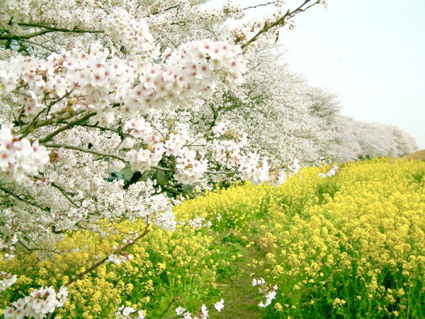 「桜。 」|綾坂璃緒(雛希ゆた)のイラスト