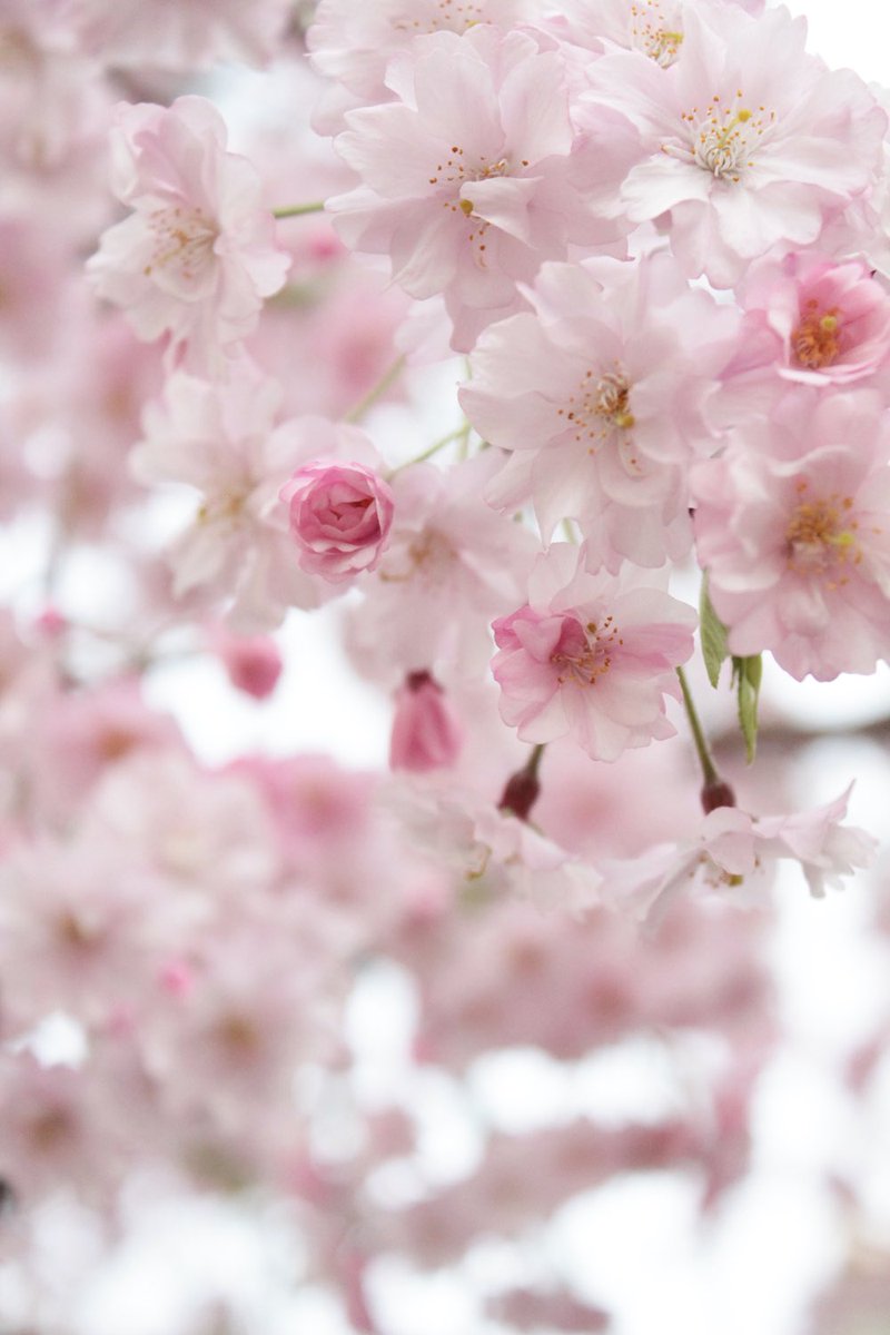 flower outdoors day blurry no humans blurry background depth of field  illustration images