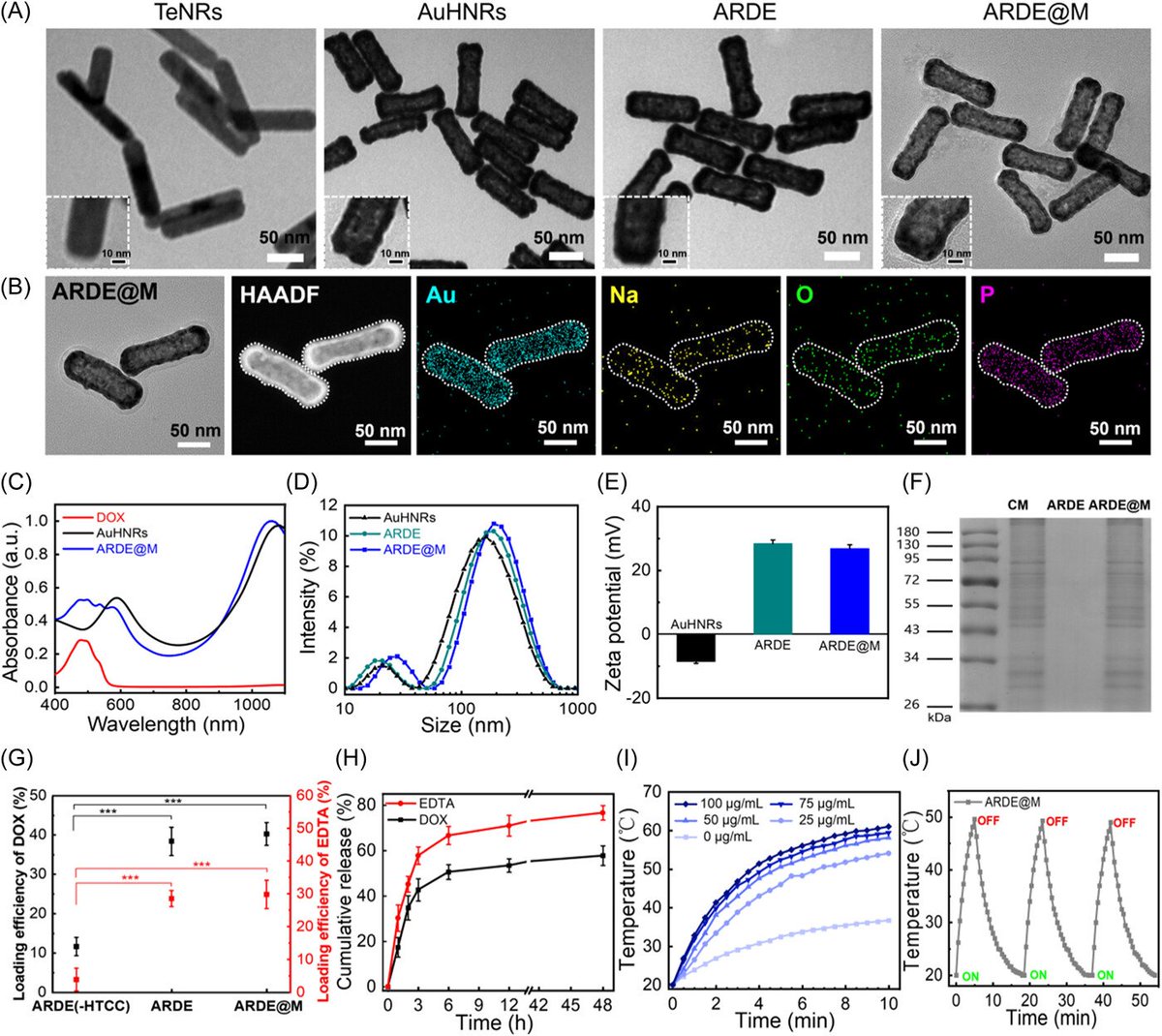 Tumor cell dissociation-enhanced intravesical chemotherapy of orthotopic bladder cancer
@Wiley_Chemistry @WileyEngineer @wileyinresearch @InnovationChem @isciverse @Mat_Innov @AdvSciNews @theABTA 

doi.org/10.1002/smm2.1…