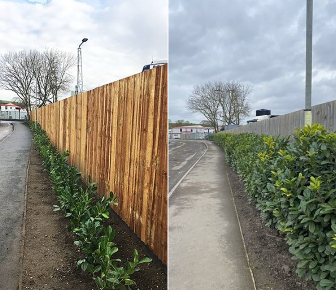 A little BEFORE and AFTER!! The first photo is March 2021 the second March 2024. This hedge plant grows like blazes doesn't it? #greenprivet #hedgerow #hedge #planting #gardening