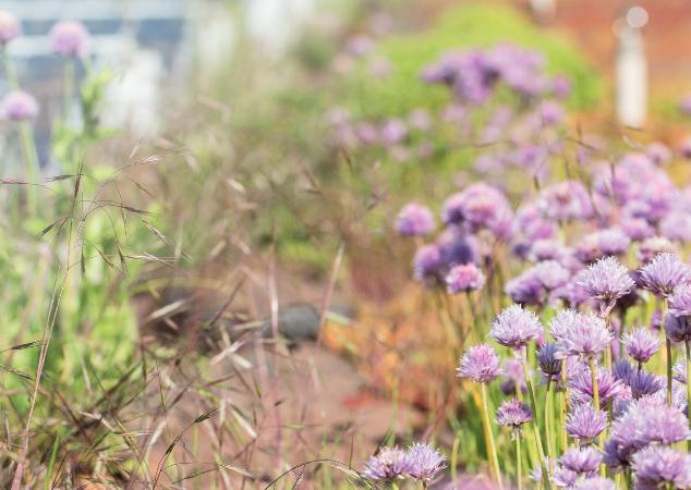 Comment préparer une toiture végétalisée 🏡 🌱 ? Et quels en sont les bénéfices ? Un document est maintenant disponible pour répondre à ces questions 👇hesge.ch/hepia/actualit…