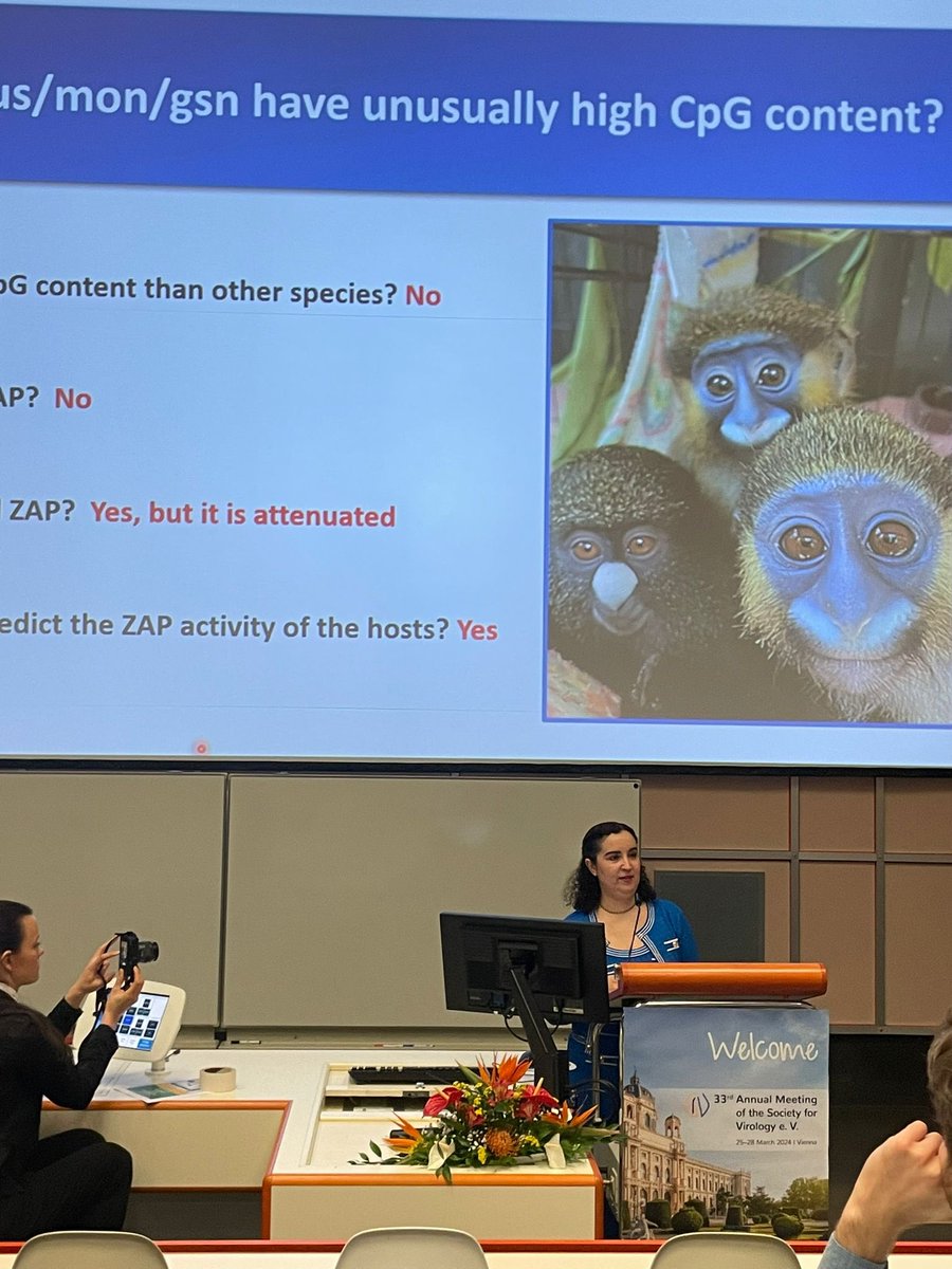 Very grateful for the @GesVirologiefor for giving me the opportunity to share my results with scientists all over the world 🙏🏼😊 about fascinating 🐵 SIVs evolution
