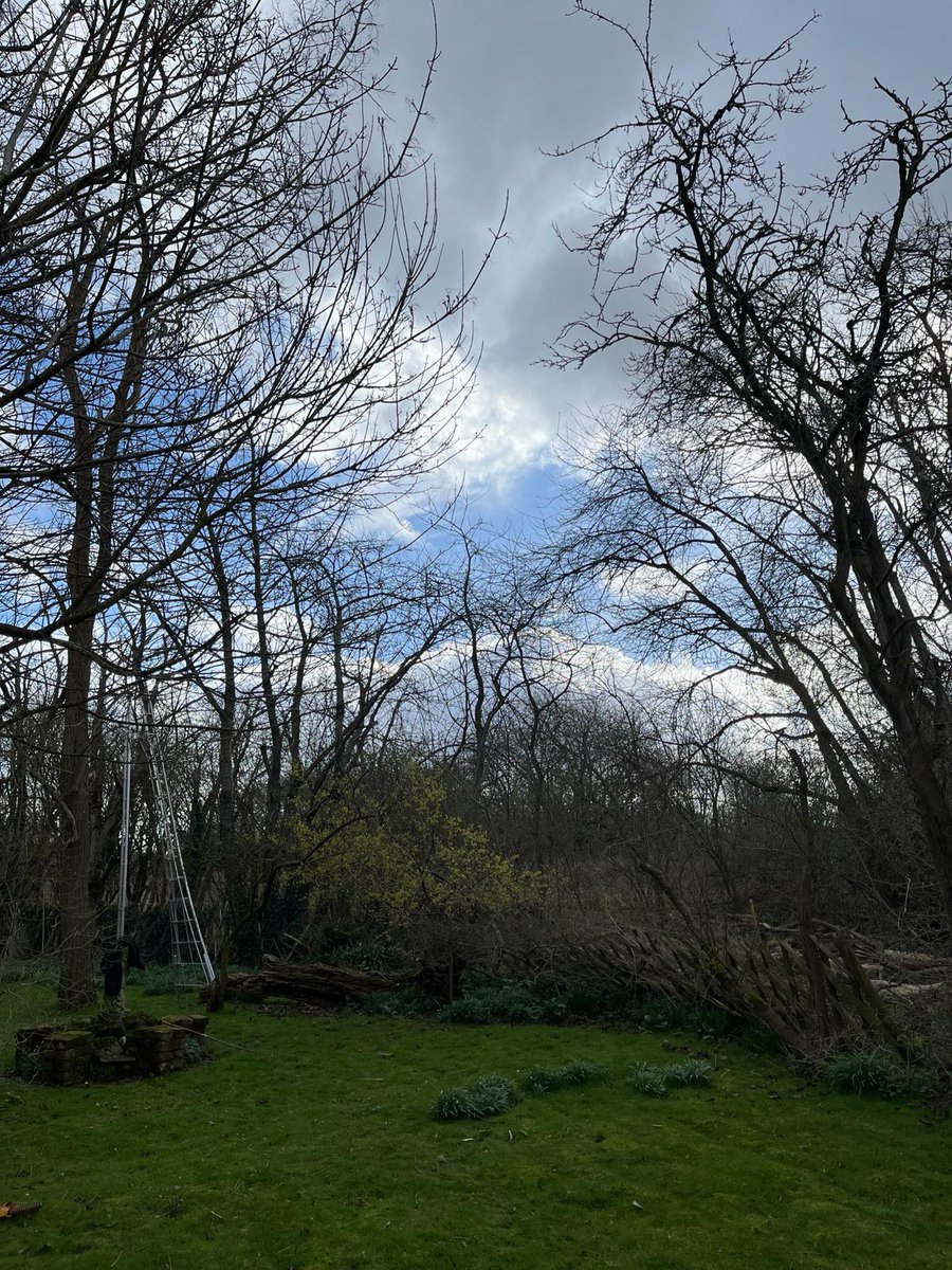 TreeProLtd's tweet image. Now you see it.

Now you don’t. 

Removal of this completely dead tree for a client in Sittingbourne.