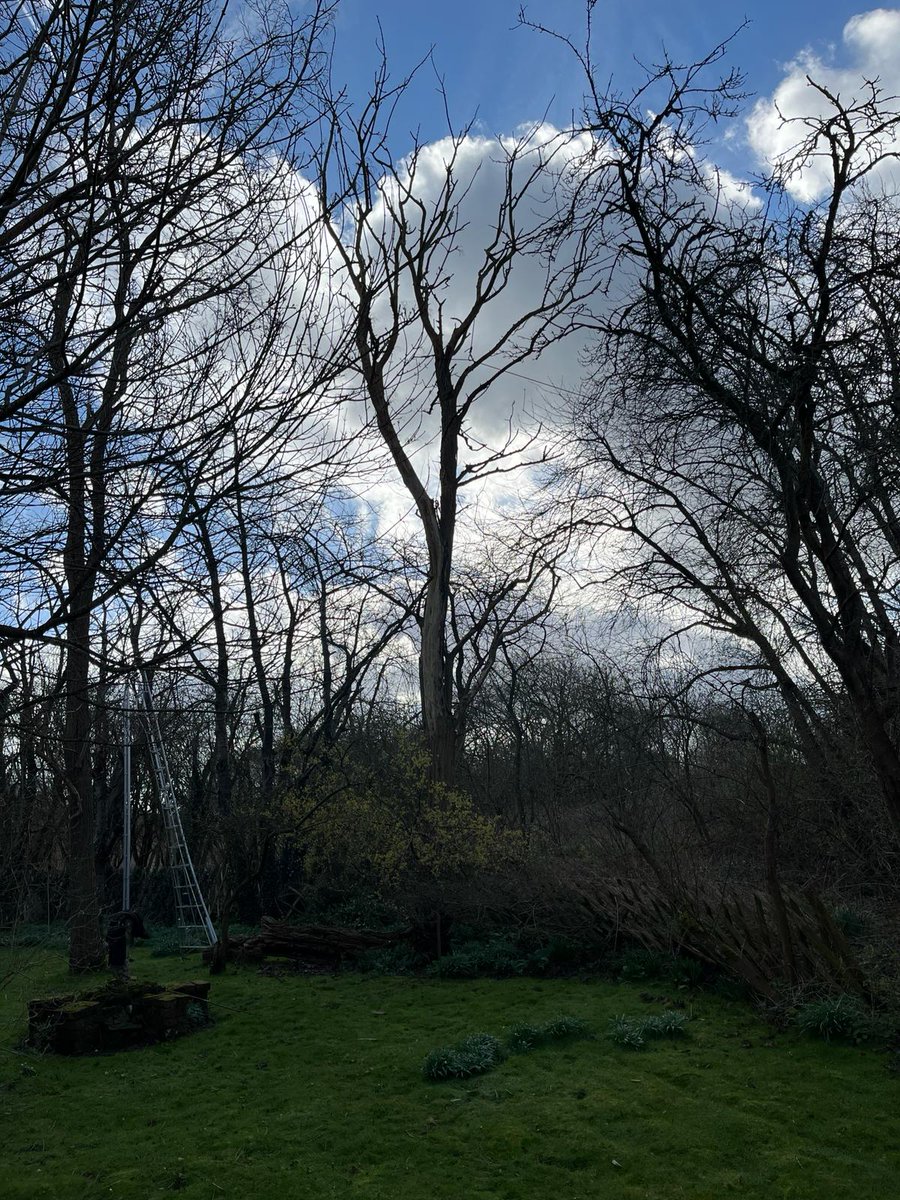 TreeProLtd's tweet image. Now you see it.

Now you don’t. 

Removal of this completely dead tree for a client in Sittingbourne.