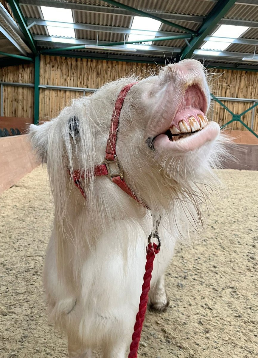 RedwingsHS's tweet image. Well here&apos;s a smile that will brighten up even the dullest of Wednesdays! Thank you Robin! 😁🐴❤️
#MidWeekPickMeUp #RedwingsOxhill