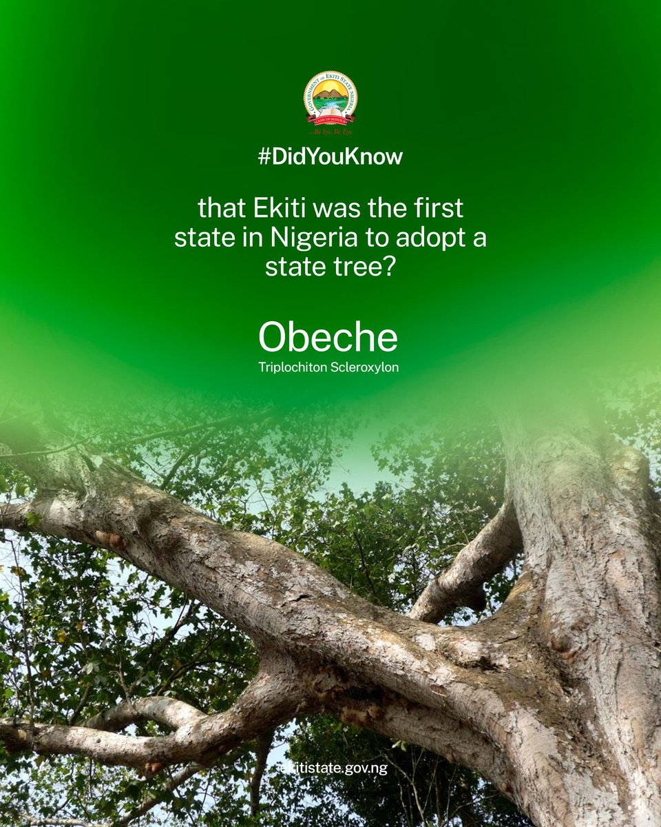 #DidYouKnow that in March 2022, Ekiti State Government adopted Obeche (Triplochiton scleroxylon) as the State Tree due to its prominence in Ekiti as well as its cultural and economic significance to the people of Ekiti. Ekiti boasts of unique climatic and soil conditions that…