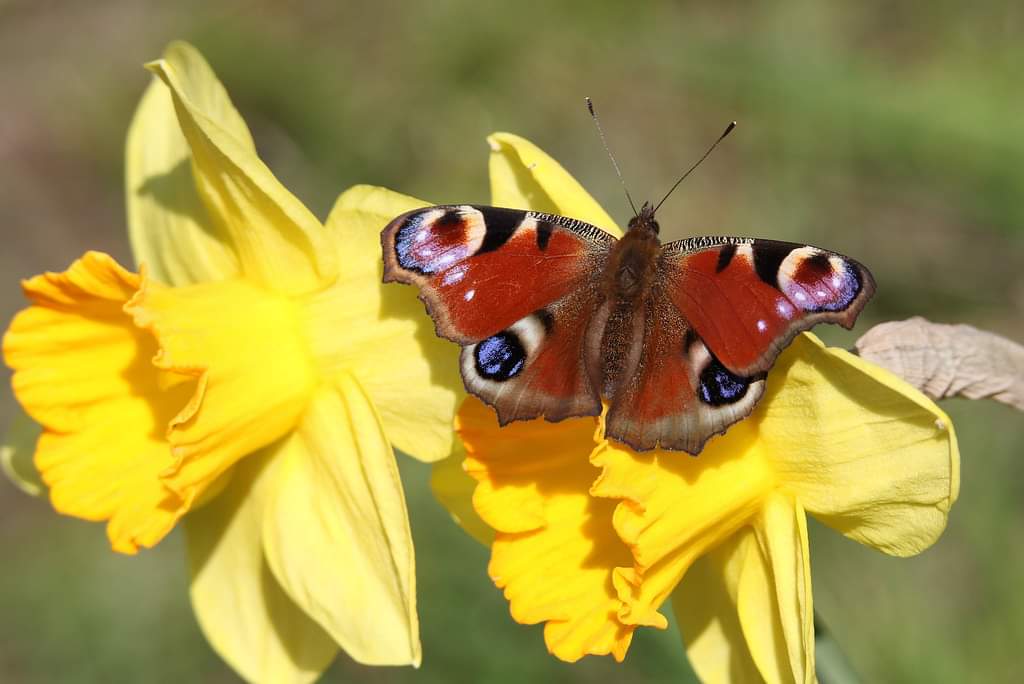 Spring Butterflies & Moths Morning SAT 20TH APRIL Join us & Butterfly Conservation at @BroughgammonFrm to celebrate Spring through butterflies & moths! Spaces are limited. To book your space visit; eventbrite.co.uk/e/spring-butte… Suitable for all ages. Refreshments. #ccght #AONB