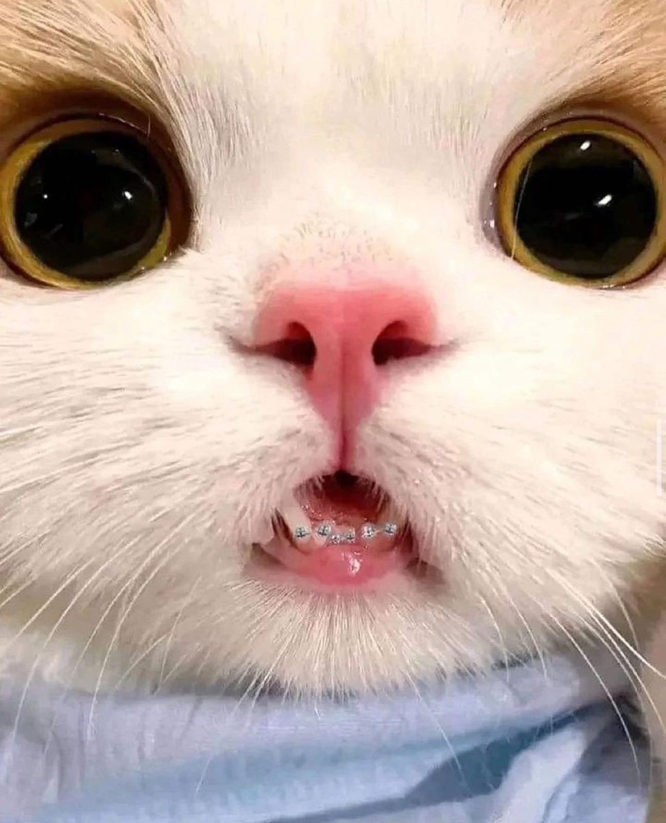 PostsOfCats's tweet image. Goodmorning