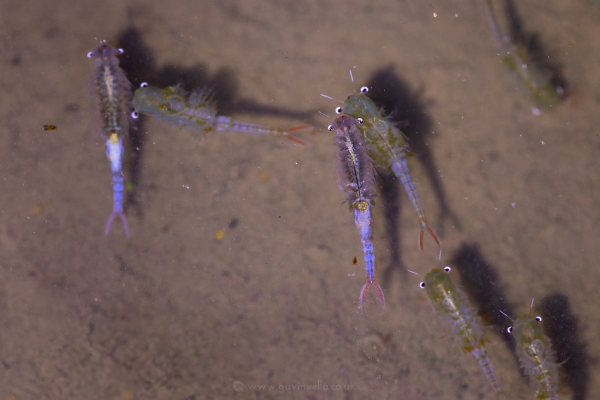 Still amazed by last nights nocturnal find. Who would have thought such incredible colours could be found in a muddy puddle. You could see a few had damage on them, that's because the puddle is regularly driven thru, which is both a blessing and a curse! #fairyshrimp #gwentlevels
