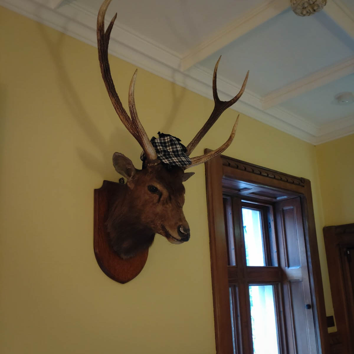 In the Entrance Hall of the Hope-Scott Wing, you might spot a jaunty hat sitting on one of our stag’s heads. It was placed there by a Japanese tourist visiting Patricia Maxwell-Scott several decades ago and has remained there ever since!
