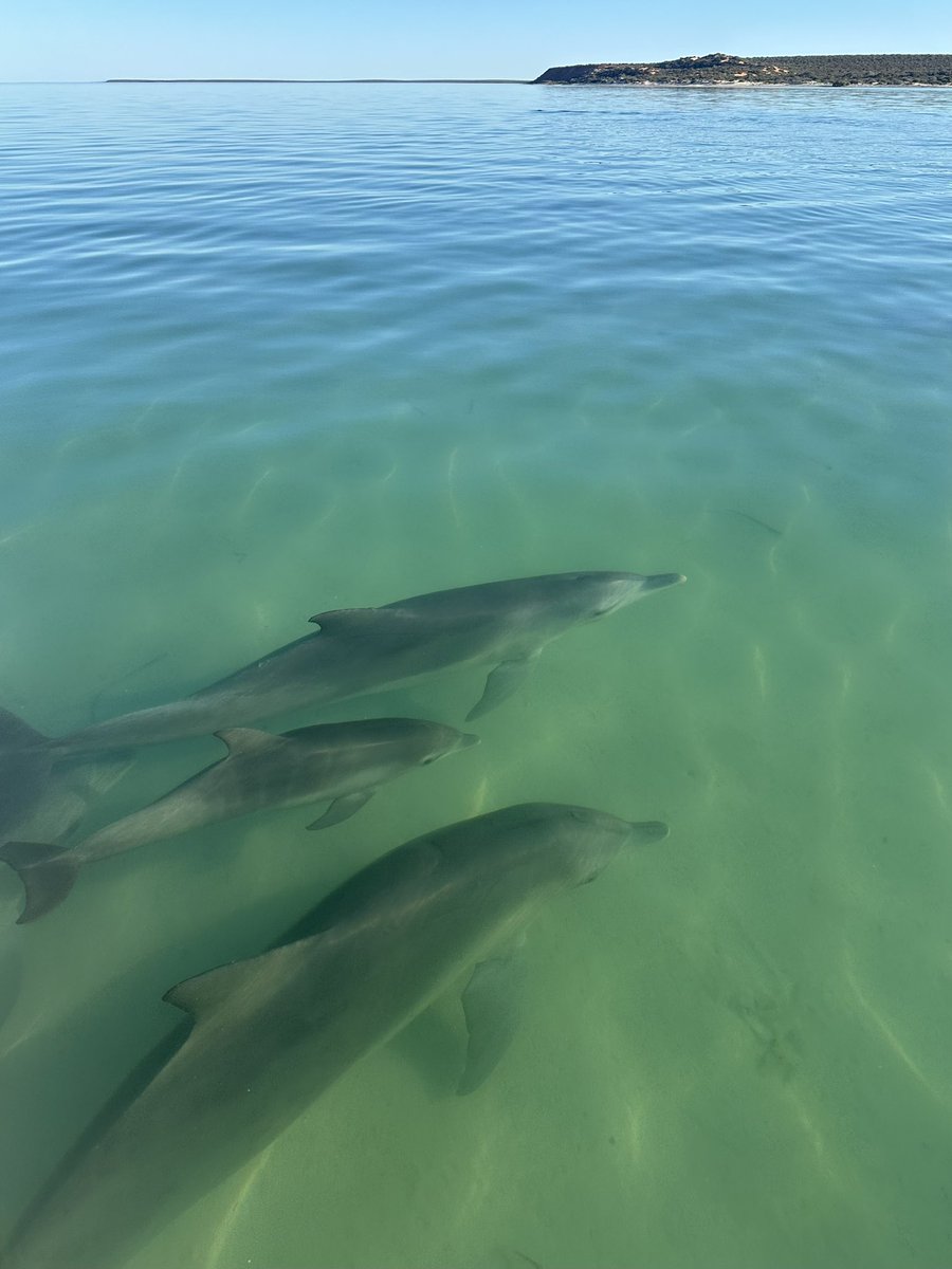 Just another day in the bay #sharkbay 📸 taken under permit #fieldwork #research