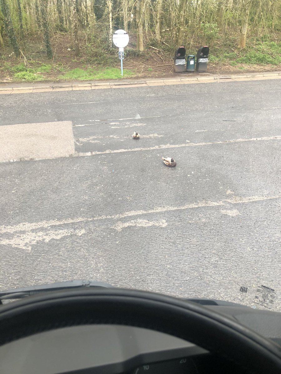 badgecbr600's tweet photo. Tbf ducks you’ve not picked the best place to have a sleep https://t.co/i5aKMXsVsX