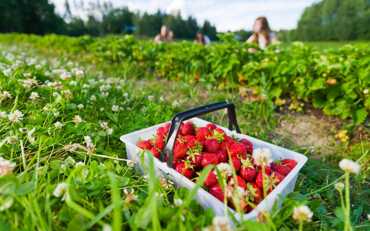 Kausityöpaikkojen markkinointi on alkanut. Hakusana SEASON2024 on tarkoitettu helpottamaan avoimien kausityöpaikkojen löytymistä. 👉tyomarkkinatori.fi/uutiset/season…