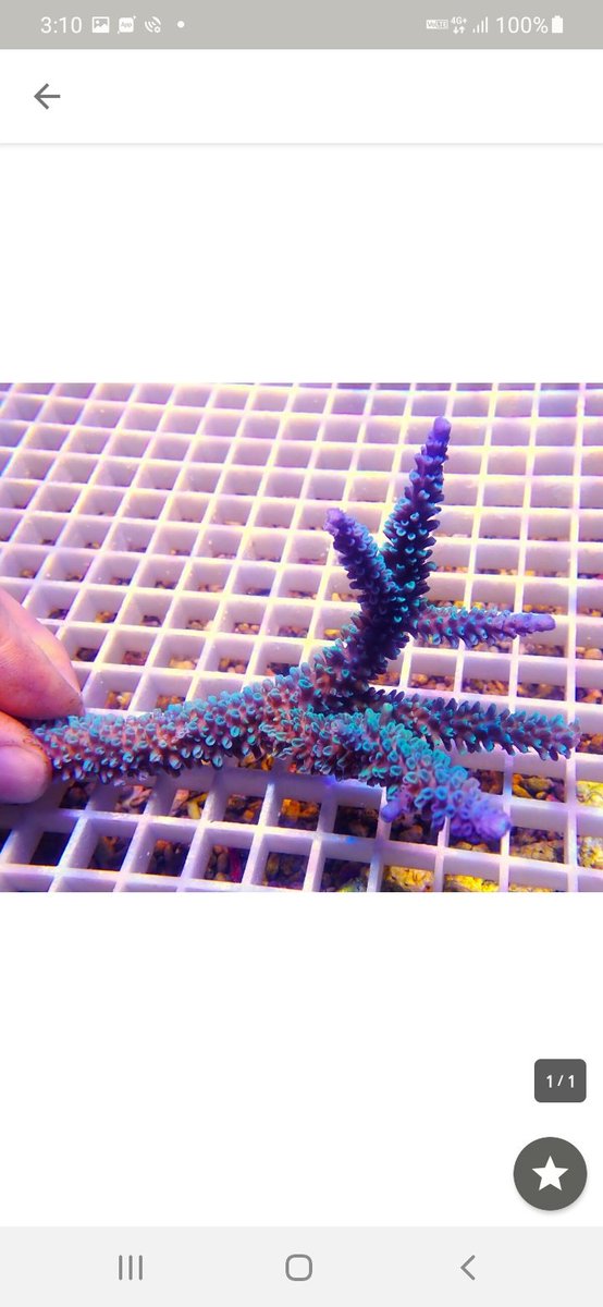 first_marines's tweet photo. トゲスギ❗
　
#サンゴ #海水魚 #水槽
#サンゴ専門店 #アクアリウム　#クシハダミドリイシ　#ホソヅツミドリイシ　#coral　#スゲミドリイシ　#ベタ　#ナガレハナサンゴ　#スギノキミドリイシ　#トゲスギミドリイシ　#ハイマツミドリイシ　#ウスエダミドリイシ　#テーブルミドリイシ　#ミクラクラドス https://t.co/c3TzIdGnnI