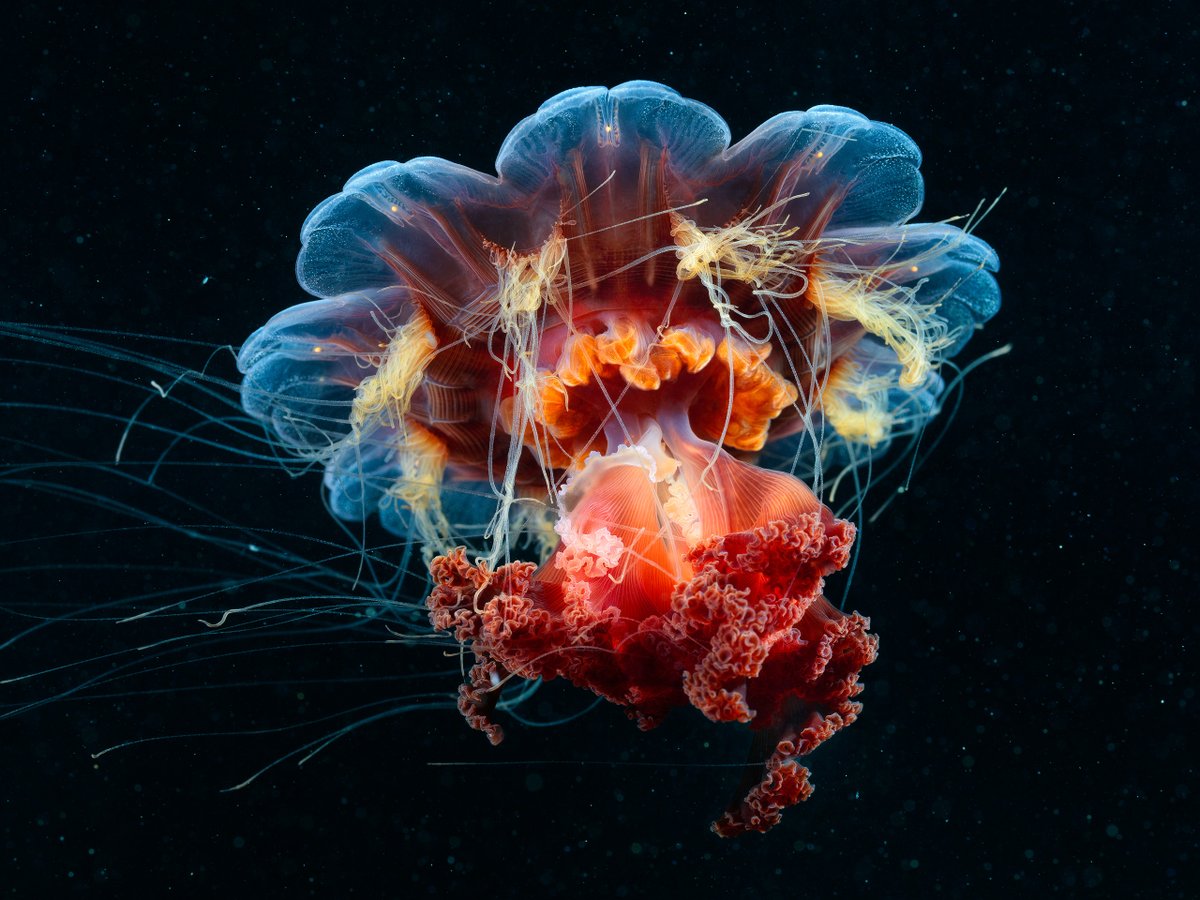 Cyanea capillata (aka Lion's mane), one of the most beautiful jellyfish in the Arctic. The lion's mane of tentacles have gone a little bald, but the jellyfish still looks amazing.