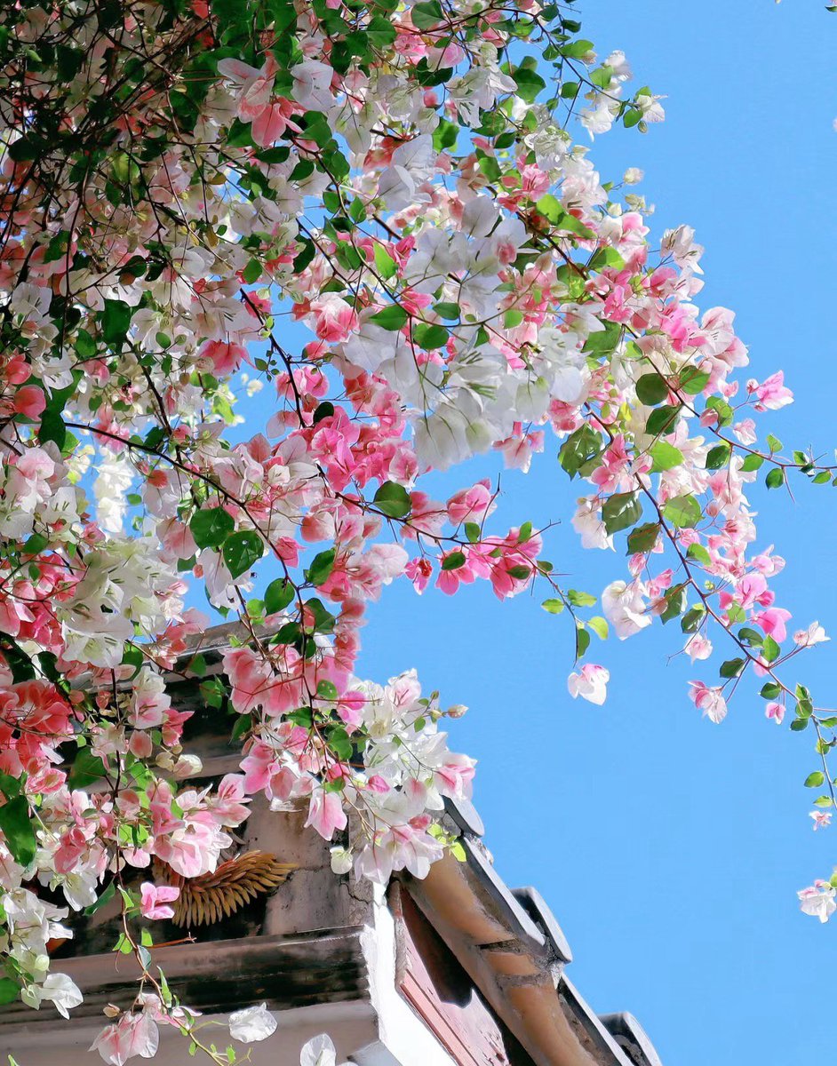 NancyHuang66's tweet photo. Flower will Bloom in Spring🌸 https://t.co/uZ5408VX0h