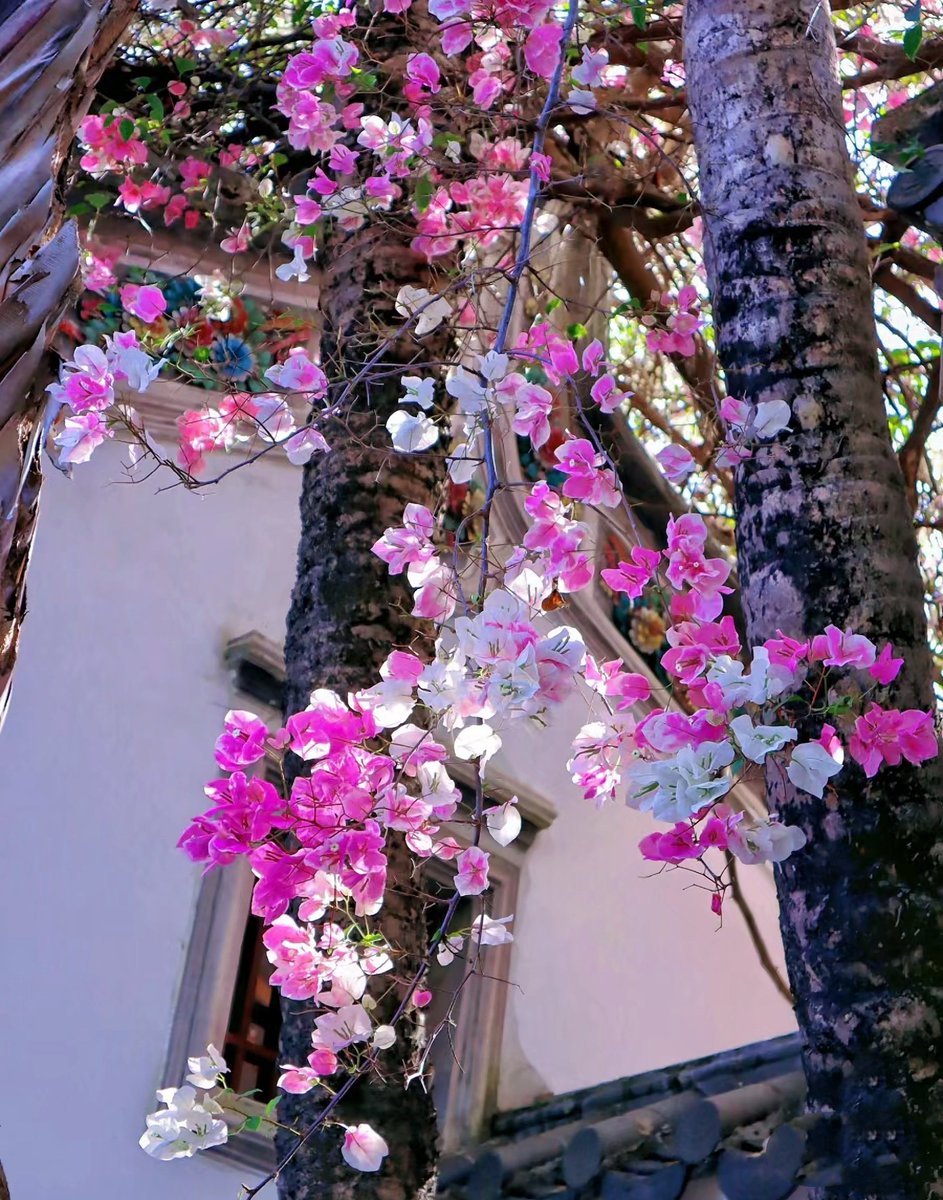 NancyHuang66's tweet photo. Flower will Bloom in Spring🌸 https://t.co/uZ5408VX0h