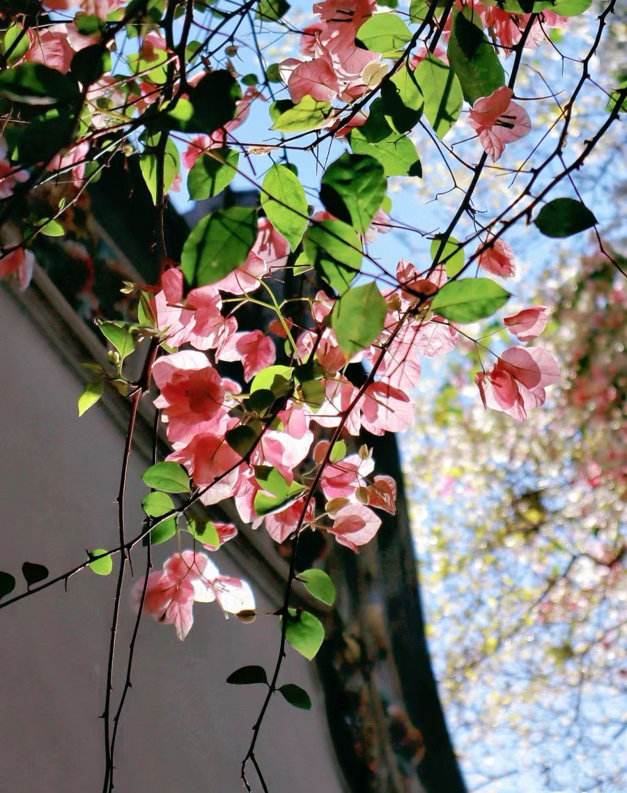 NancyHuang66's tweet photo. Flower will Bloom in Spring🌸 https://t.co/uZ5408VX0h