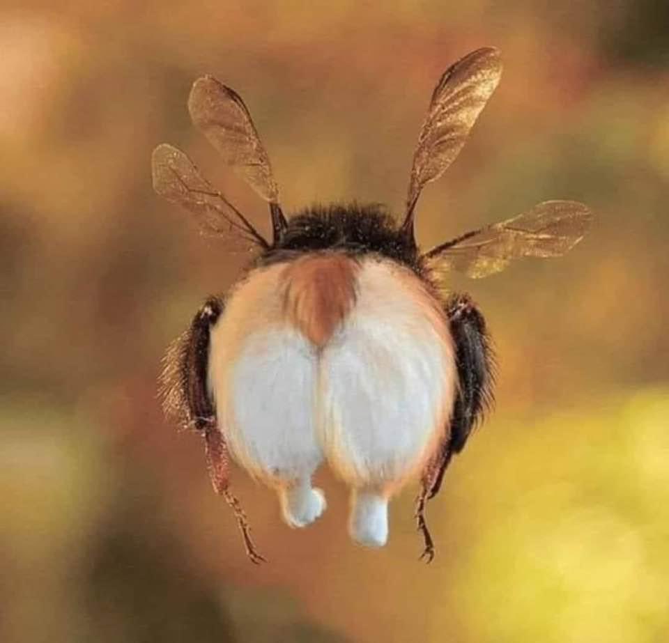 Igor Sikorsky once said the bumblebee is mathematically unable to fly, but it does! Like entrepreneurs facing 'impossible' challenges, let's embrace our inner bumblebee and soar beyond “it can’t be done.”🐝 #EntrepreneurialSpirit #DefyOdds #Innovate