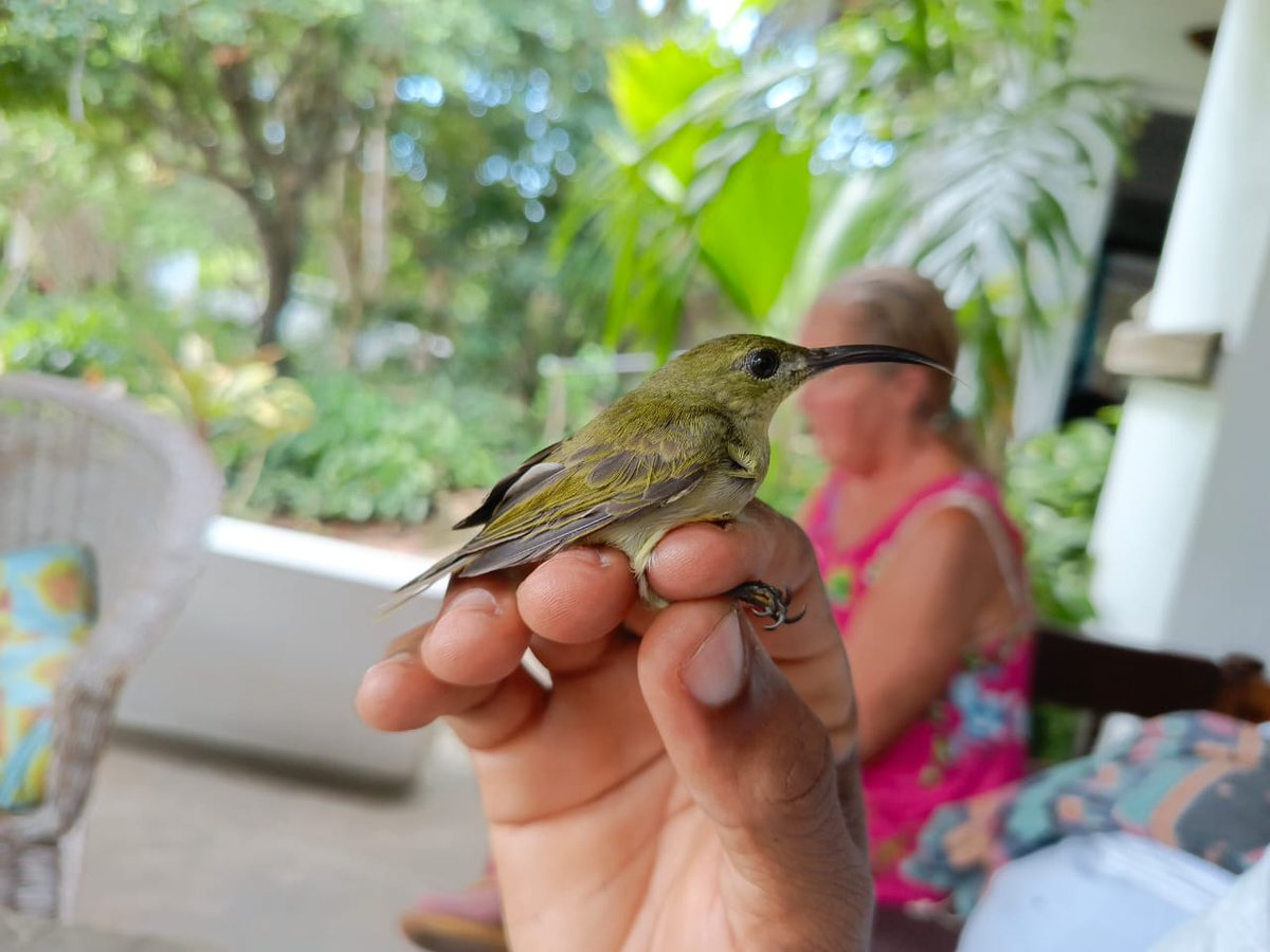 Just a few snapshots from the ongoing ringing session here at Mwamba. #ringing #birds #birdringing #conservation