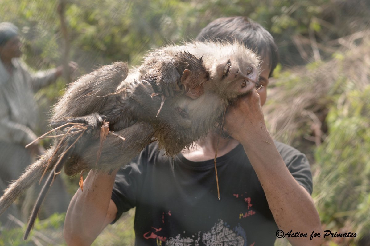 We have joined an appeal by @AsiaforAnimals Macaque Coalition to Minister of Environment & Forestry, #Indonesia @KementerianLHK, to end the export of long-tailed #macaques. 1,402 macaques were exported to USA in 2023 - all captured from the wild. asiaforanimals.com/appeal-letters