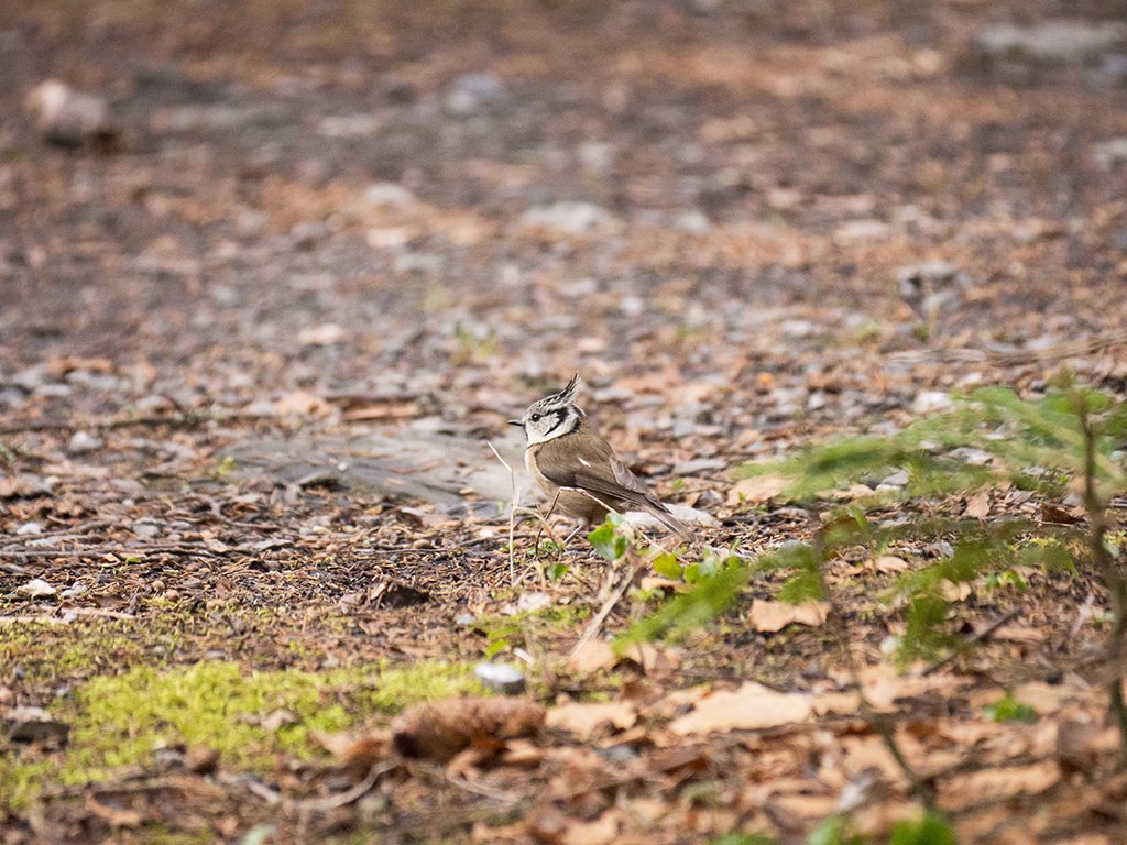 Crested Tit (Lophophanes cristatus) in #Passy #HauteSavoie #France #APPicoftheWeek #BirdsofTwitter #BirdsSeenIn2024 #BBCWildlifePOTD #EarthCapture #fsprintmonday #IndiAves #LumixGH #LumixIndia #LumixPhotography #Panasonic #ThePhotoHour #WhereLumixGoes