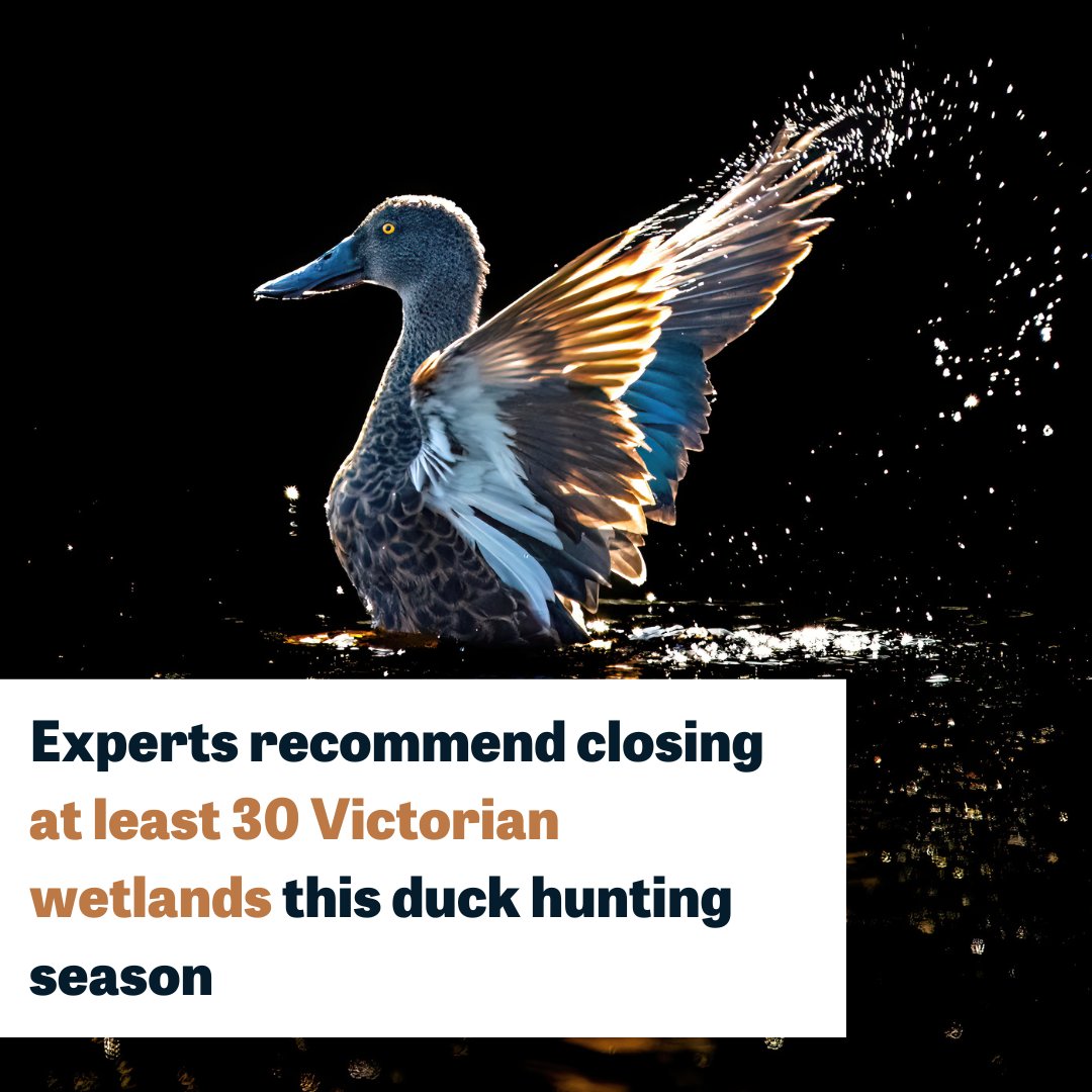 BirdLife Australia has recommended for 30 Victorian wetlands to be closed for duck hunting this season. Read the full update here: birdlife.org.au/news/experts-n… 📸Australasian Shoveler by Jonathan Tickner
