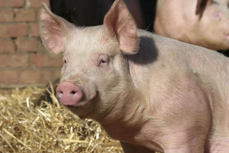 The Pirbright Institute tweet media