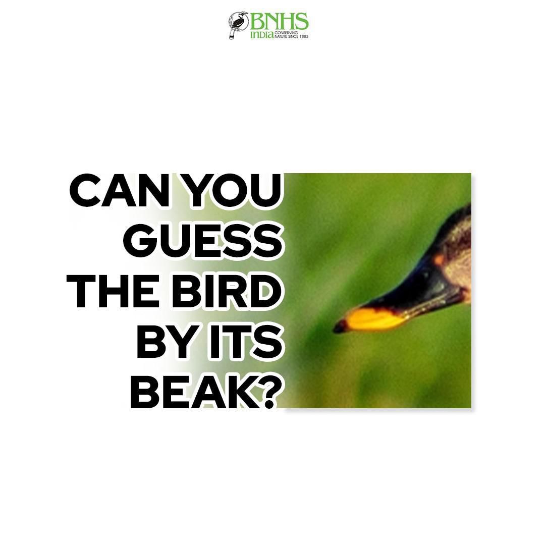 ‘Quack’ your brains and guess this Indian Bird? #GuessTheBird #BNHS