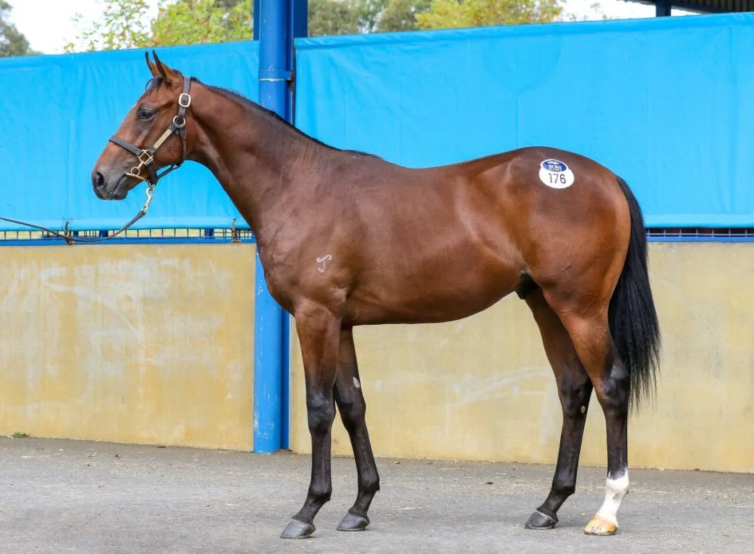 Too Darn Hot is 

Hot 🔥 Hot🔥 Hot🔥

and we have small shares remaining in fast-looking Yearling Colt that is a half to 2 Stakes Horses!

Check out Mick’s sales video here ⬇️

📹 youtu.be/qEJrpDOtXrA?fe…

Enquire here ⬇️
pricekentracing.com.au/horse/too-darn…