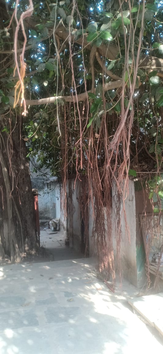 @GHMCOnline
@Parks_Ghmc @CommissionrGHMC @arvindkumar_ias @ZC_charminar
@GadwalvijayaTRS
Dear Sir,
Require pruning of tree branches which are blocking  and Falling on class rooms, it may fall any time in Shishu mandir  ,Maharaj gunj Doodhbowli. Need your assistance.
