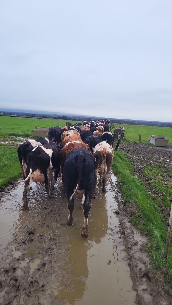 Put them in a paddock your going to plough anyway 👏