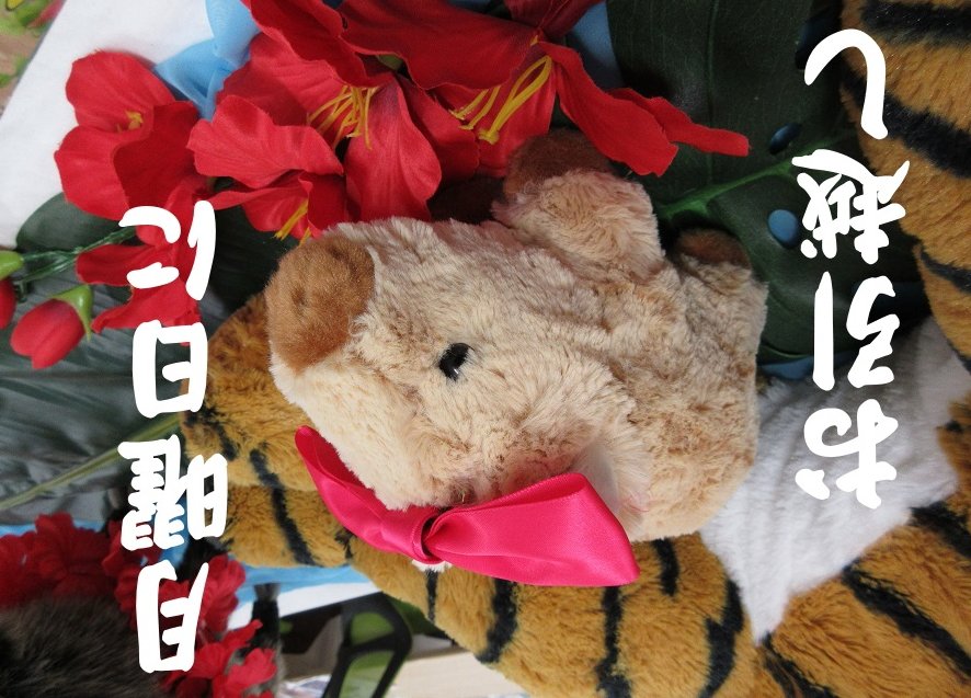 UandS_official's tweet photo. 乳白色の入浴剤が好きな内海光司です
今日の「#こんなところでキャンパーズ!」は
な、な、なんと!
お休みです 笑
新シーズンは4月1日の夜11時から
お楽しみに~
#内海光司
#SwanMan
#UandS U&S
#UandSwithX
#BS松竹東急 https://t.co/2zTh27nbkK