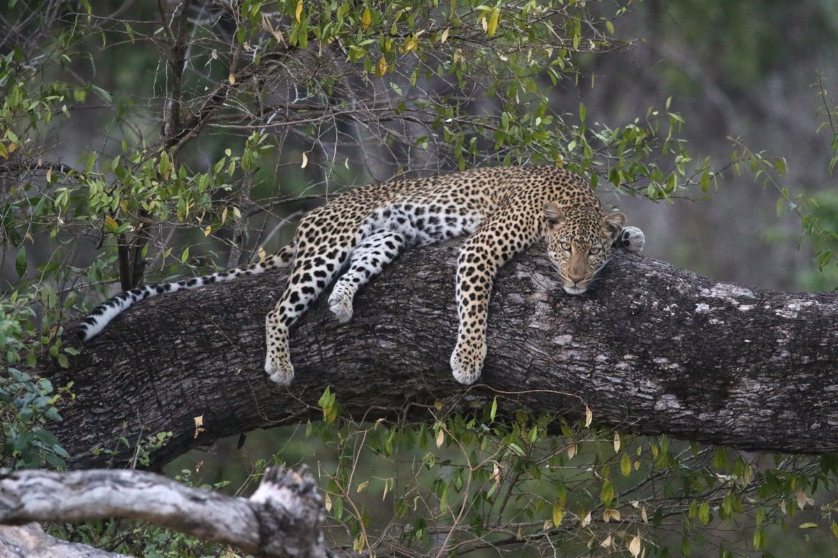 Last year, our ecological team captured interesting carnivore sightings while setting up camera traps and guide sightings programme in Nyerere NP. Among the captivating photos is this leopard resting on a tree. These images helps in identification of individual species.