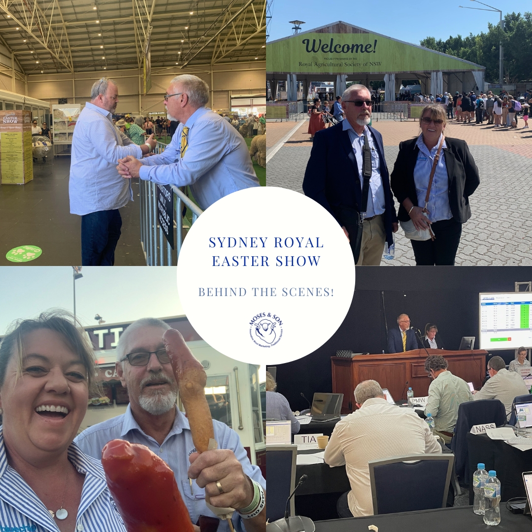 Check out these behind-the-scenes shots of John & Kelli having a blast at the Sydney Royal Easter Show while auctioning off the Moses & Son wool catalogue In just two days, spectators witnessed over $17 million worth of wool being traded at an impressive speed of 250 lots/hour!
