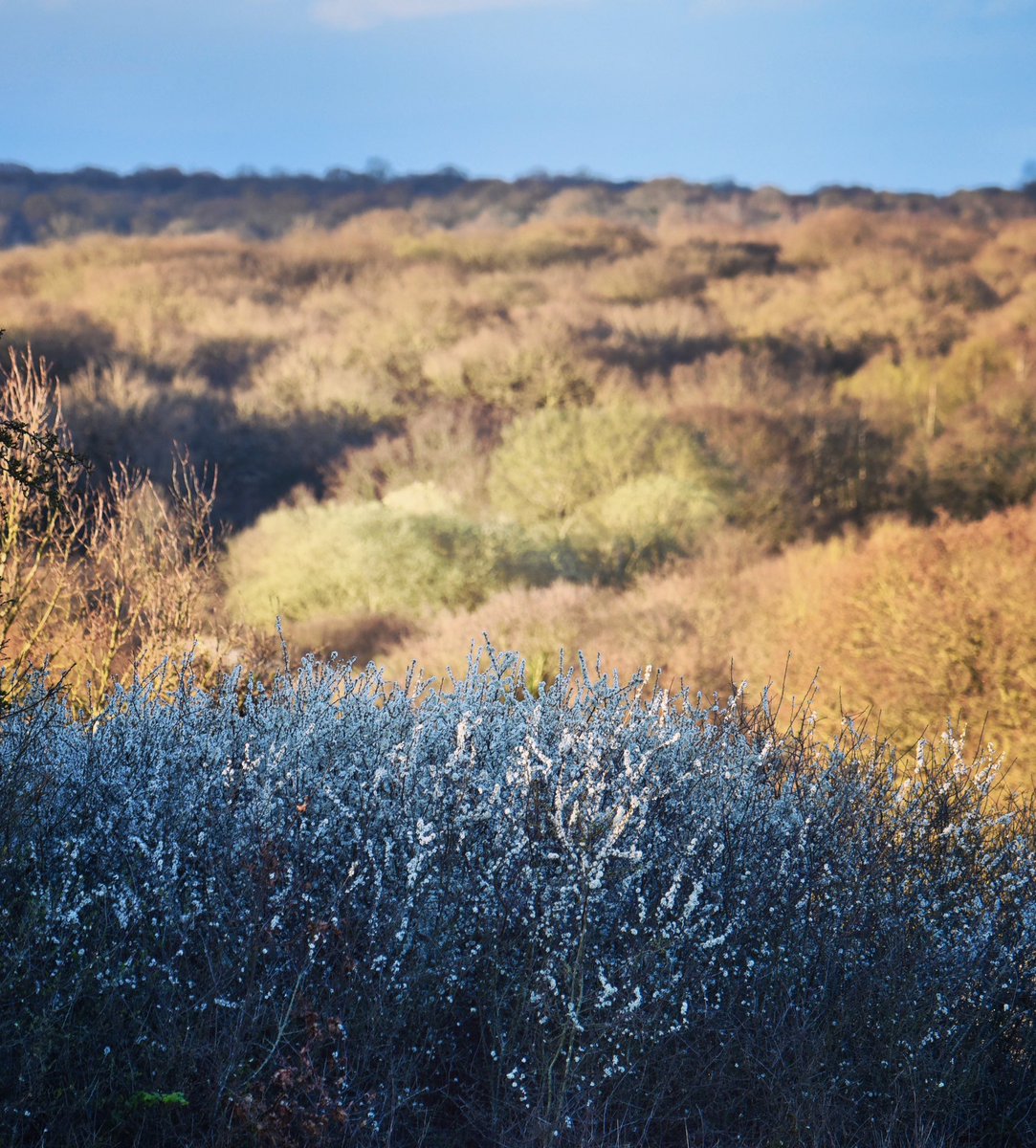 CoLEppingForest's tweet photo. A blackthorn blossom foreground to the early spring #EppingForest canopy, looking across #ChingfordPlain.
#EppingForestSpring24 https://t.co/9KbV5LCaaX