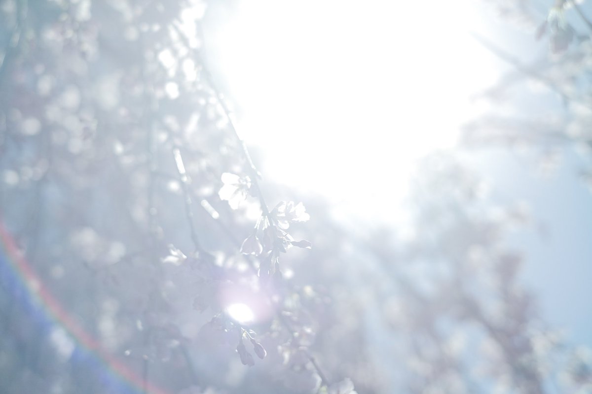 flower outdoors sky day blurry blue sky tree  illustration images